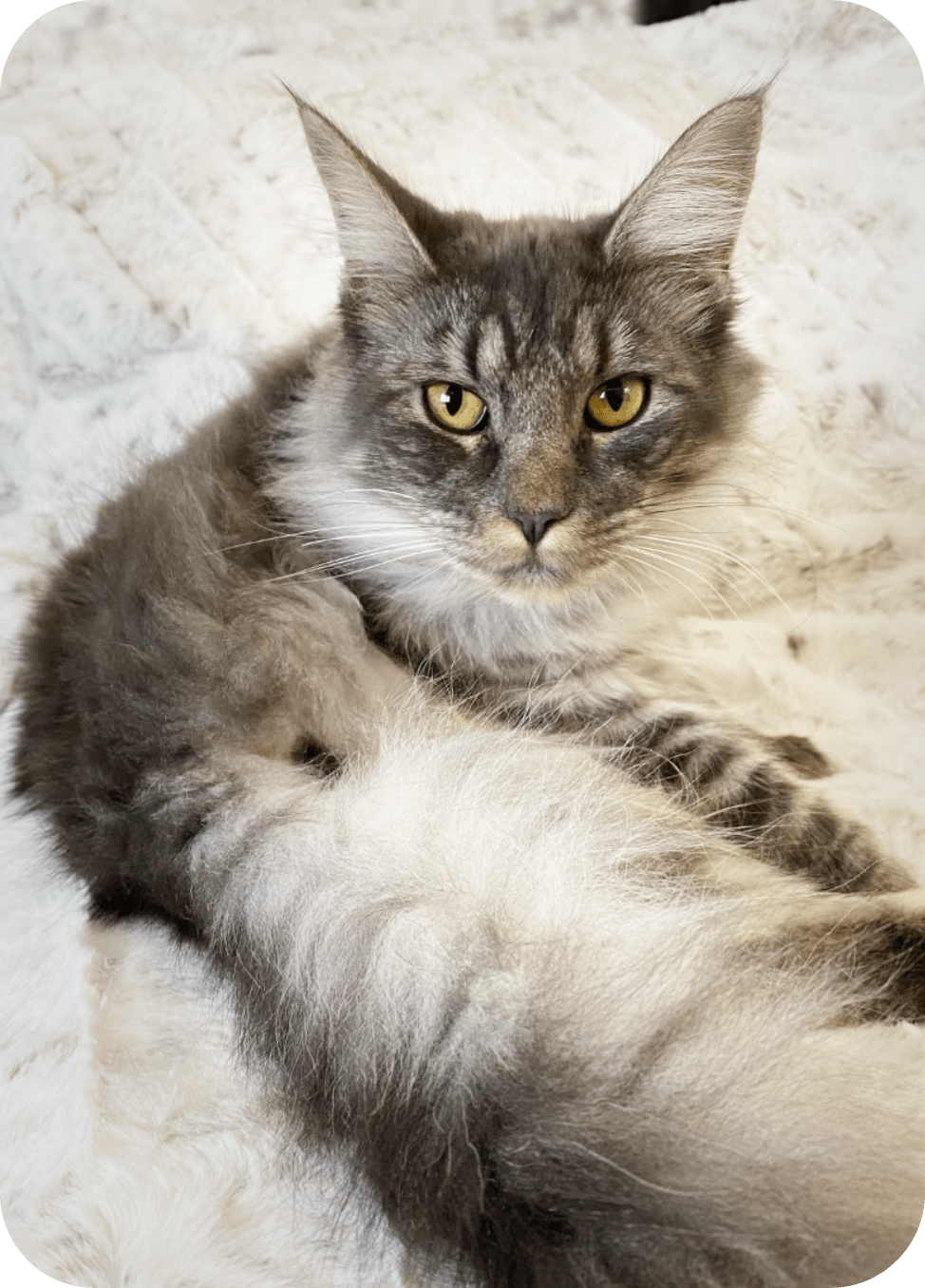 Maine Coon Breeding Queens | New Hampshire – Lilac City Maine Coons