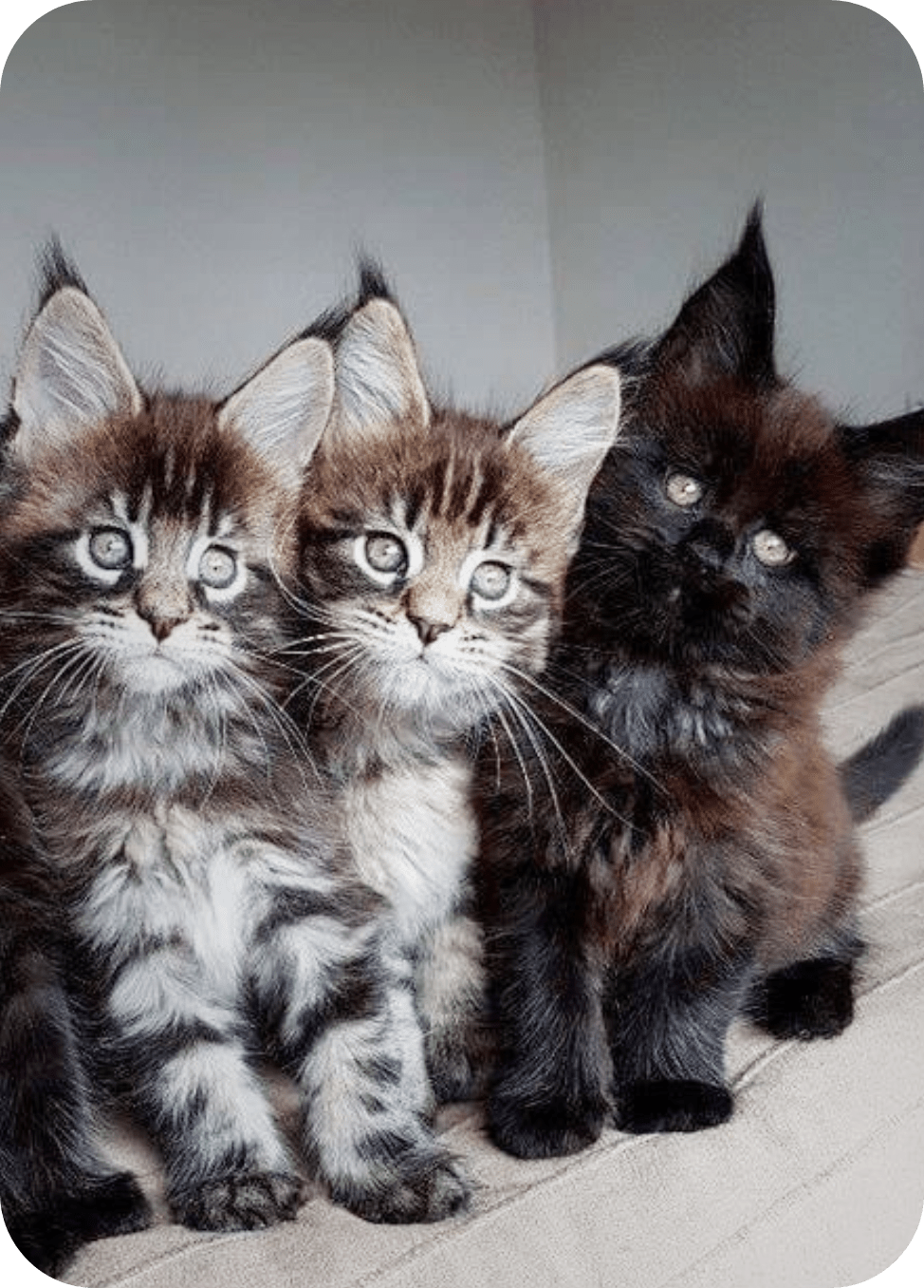 Kittens