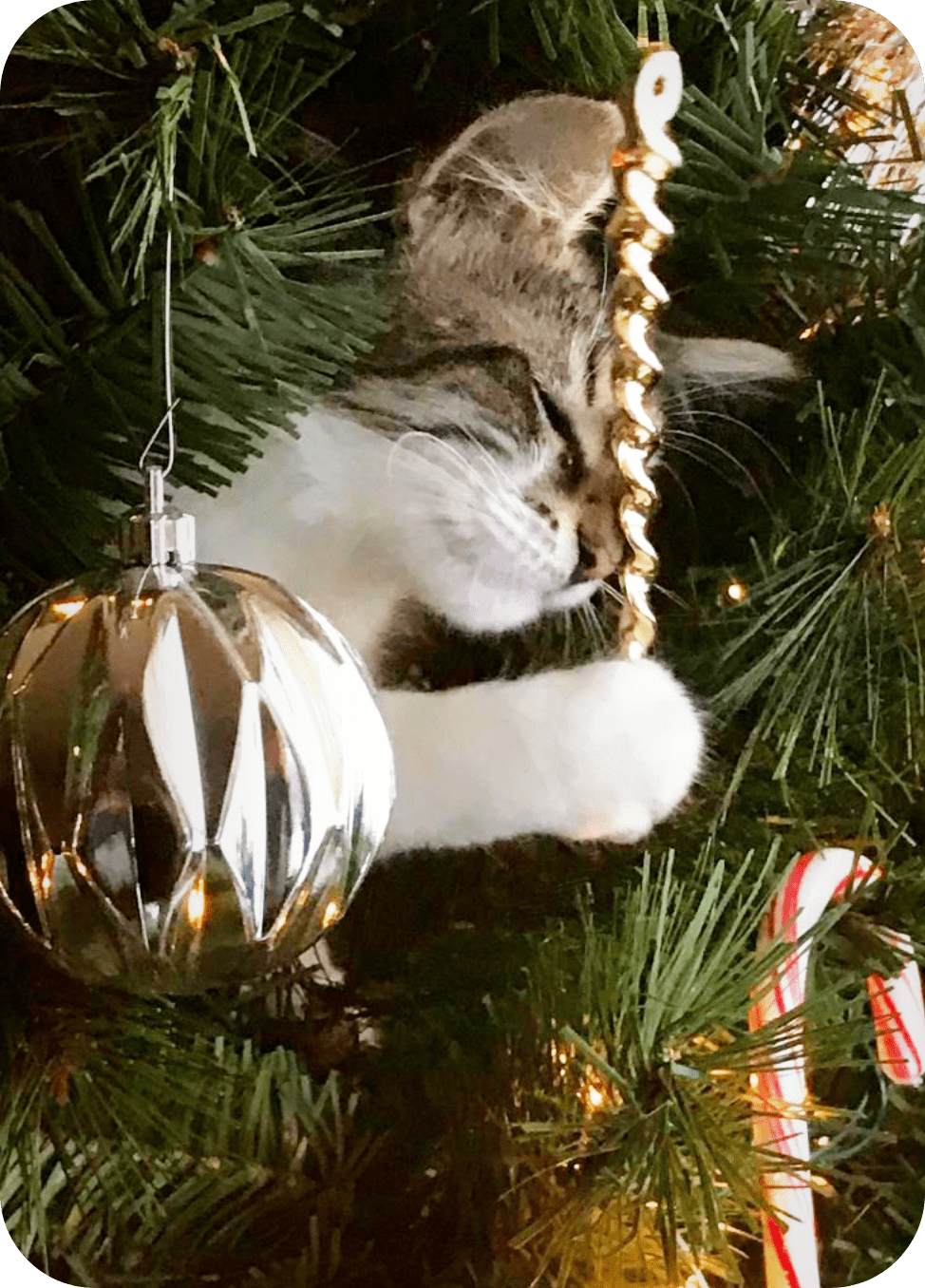 Kitten Sleeping on a Christmas Tree