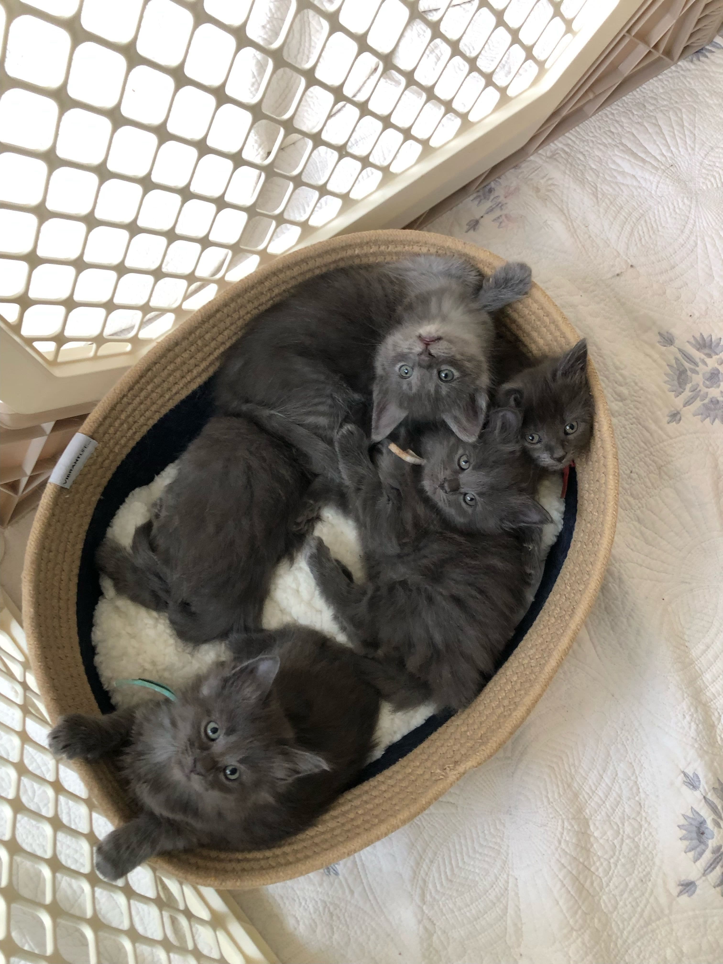 Kittens Available